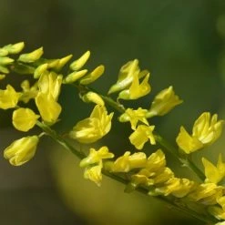 FuturePlanter Echter Steinklee (Melilotus Officinalis)