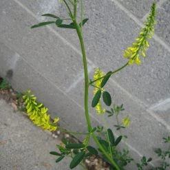 FuturePlanter Echter Steinklee (Melilotus Officinalis) 12 FuturePlanter Echter Steinklee (Melilotus Officinalis)