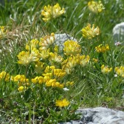 FuturePlanter Echter Wundklee (Anthyllis Vulneraria) Alle Pflanzen Im Shop