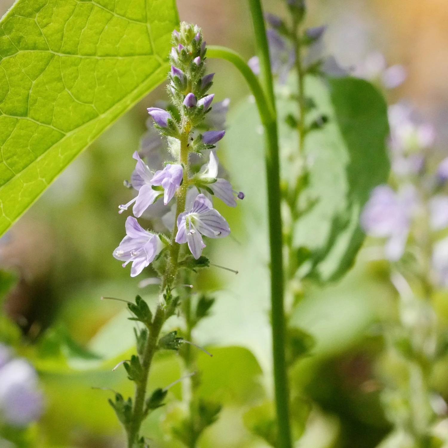 FuturePlanter Alle Pflanzen Im Shop Echter Ehrenpreis (Veronica Officinalis) 5 FuturePlanter Alle Pflanzen Im Shop Echter Ehrenpreis (Veronica Officinalis)