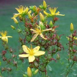 FuturePlanter Echtes Johanniskraut (Hypericum Perforatum) Alle Pflanzen Im Shop