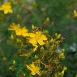 FuturePlanter Echtes Johanniskraut (Hypericum Perforatum) Alle Pflanzen Im Shop