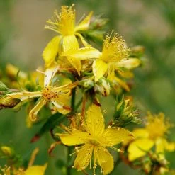 FuturePlanter Echtes Johanniskraut (Hypericum Perforatum) Alle Pflanzen Im Shop