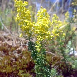 FuturePlanter Alle Pflanzen Im Shop Echtes Labkraut (Galium Verum)