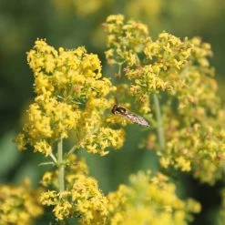 FuturePlanter Alle Pflanzen Im Shop Echtes Labkraut (Galium Verum)