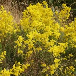 FuturePlanter Alle Pflanzen Im Shop Echtes Labkraut (Galium Verum)