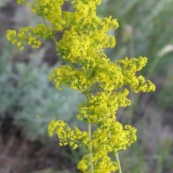 FuturePlanter Alle Pflanzen Im Shop Echtes Labkraut (Galium Verum)