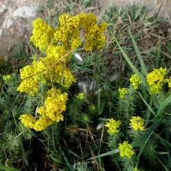 FuturePlanter Alle Pflanzen Im Shop Echtes Labkraut (Galium Verum)