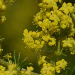 FuturePlanter Alle Pflanzen Im Shop Echtes Labkraut (Galium Verum)