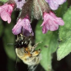 FuturePlanter Echtes Lungenkraut (Pulmonaria Officinalis) Alle Pflanzen Im Shop