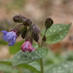 FuturePlanter Echtes Lungenkraut (Pulmonaria Officinalis) Alle Pflanzen Im Shop