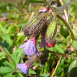 FuturePlanter Echtes Lungenkraut (Pulmonaria Officinalis) Alle Pflanzen Im Shop