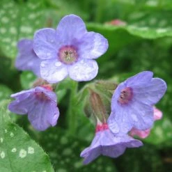 FuturePlanter Echtes Lungenkraut (Pulmonaria Officinalis) Alle Pflanzen Im Shop
