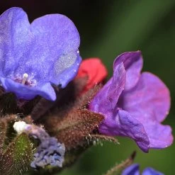 FuturePlanter Echtes Lungenkraut (Pulmonaria Officinalis) Alle Pflanzen Im Shop