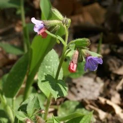 FuturePlanter Echtes Lungenkraut (Pulmonaria Officinalis) Alle Pflanzen Im Shop
