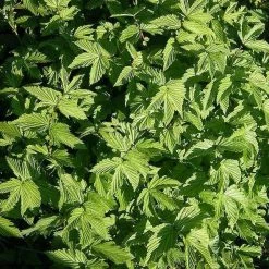 FuturePlanter Echtes Mädesüss (Filipendula Ulmaria) Alle Pflanzen Im Shop 10 FuturePlanter Echtes Mädesüss (Filipendula Ulmaria) Alle Pflanzen Im Shop