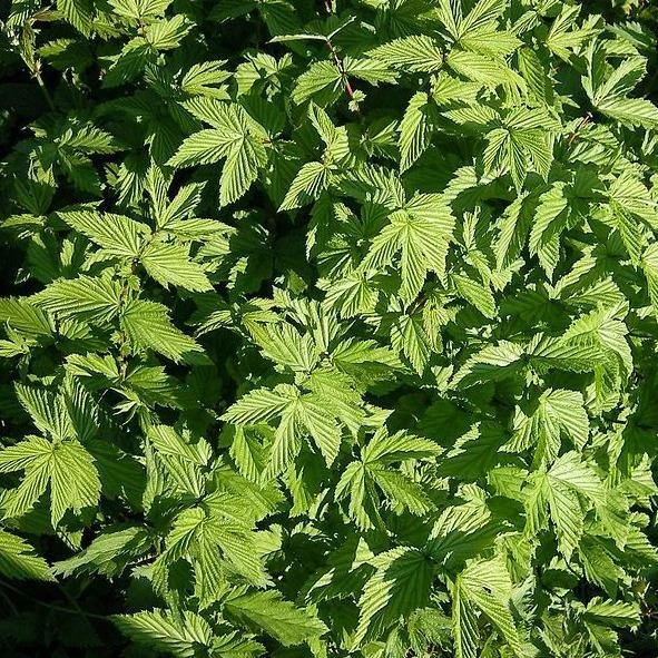 FuturePlanter Echtes Mädesüss (Filipendula Ulmaria) Alle Pflanzen Im Shop 3 FuturePlanter Echtes Mädesüss (Filipendula Ulmaria) Alle Pflanzen Im Shop