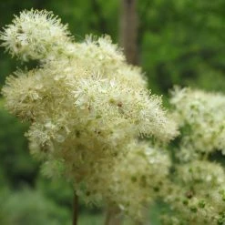 FuturePlanter Echtes Mädesüss (Filipendula Ulmaria) Alle Pflanzen Im Shop 14 FuturePlanter Echtes Mädesüss (Filipendula Ulmaria) Alle Pflanzen Im Shop