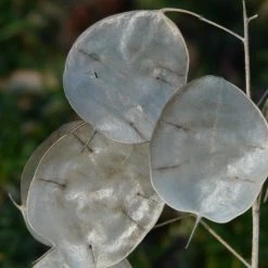 FuturePlanter Einjähriges Silberblatt (Lunaria Annua)