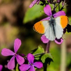 FuturePlanter Einjähriges Silberblatt (Lunaria Annua)