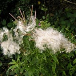 FuturePlanter Schmalblättriges Weidenröschen (Epilobium Angustifolium)