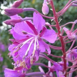 FuturePlanter Schmalblättriges Weidenröschen (Epilobium Angustifolium)