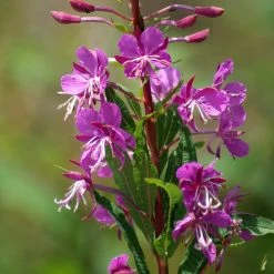 FuturePlanter Schmalblättriges Weidenröschen (Epilobium Angustifolium)