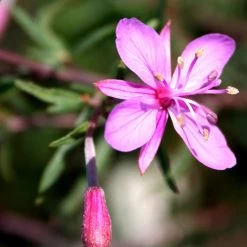 FuturePlanter Alle Pflanzen Im Shop Rosmarin-Weidenröschen (Epilobium Dodonaei)