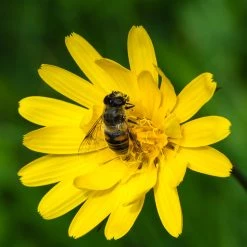 FuturePlanter Wiesen-Bocksbart (Tragopogon Pratensis) Alle Pflanzen Im Shop