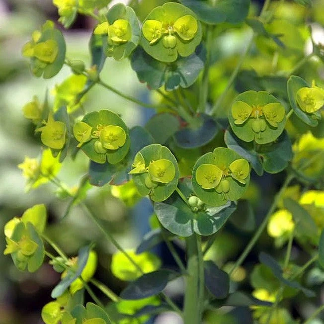 FuturePlanter Alle Pflanzen Im Shop Mandelblättrige Wolfsmilch (Euphorbia Amygdaloides) 3 FuturePlanter Alle Pflanzen Im Shop Mandelblättrige Wolfsmilch (Euphorbia Amygdaloides)