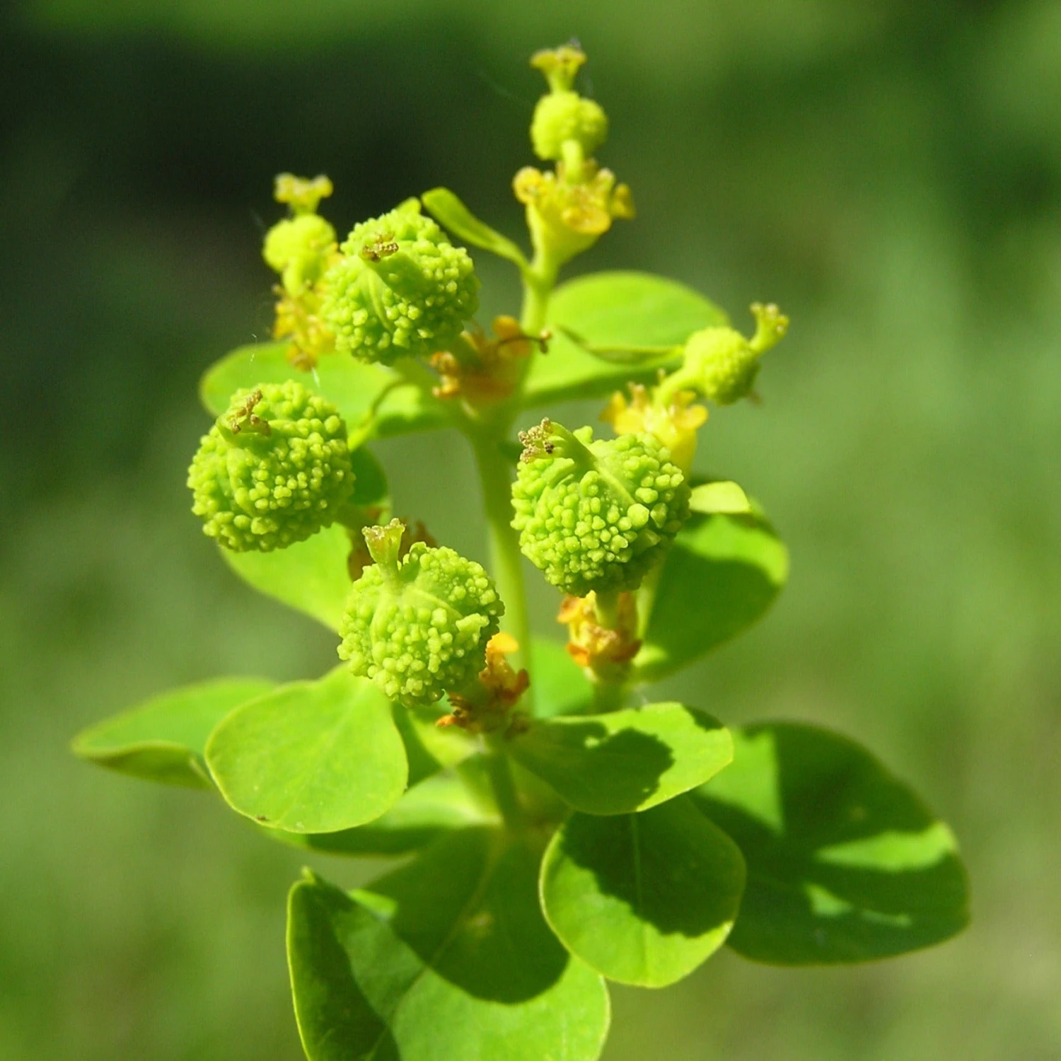 FuturePlanter Sumpf-Wolfsmilch (Euphorbia Palustris) 6 FuturePlanter Sumpf-Wolfsmilch (Euphorbia Palustris)