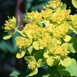 FuturePlanter Sumpf-Wolfsmilch (Euphorbia Palustris)