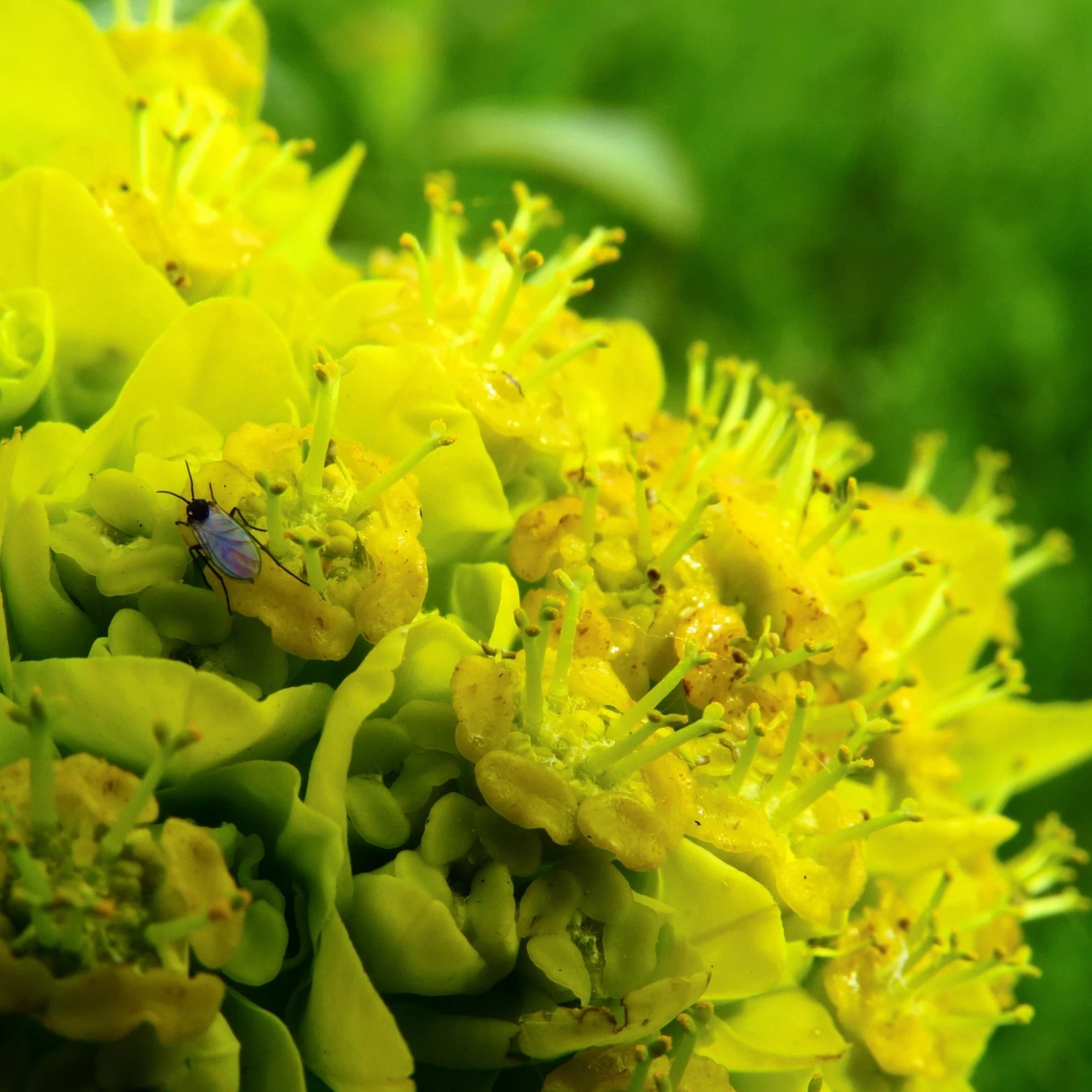 FuturePlanter Sumpf-Wolfsmilch (Euphorbia Palustris) 7 FuturePlanter Sumpf-Wolfsmilch (Euphorbia Palustris)