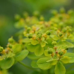 FuturePlanter Warzige Wolfsmilch (Euphorbia Verrucosa) 10 FuturePlanter Warzige Wolfsmilch (Euphorbia Verrucosa)