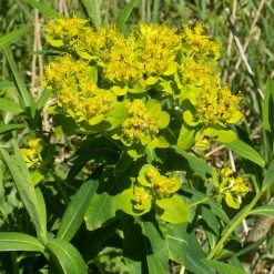 FuturePlanter Sumpf-Wolfsmilch (Euphorbia Palustris)