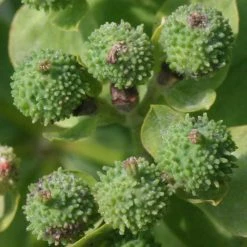FuturePlanter Warzige Wolfsmilch (Euphorbia Verrucosa) 15 FuturePlanter Warzige Wolfsmilch (Euphorbia Verrucosa)