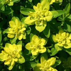 FuturePlanter Warzige Wolfsmilch (Euphorbia Verrucosa) 12 FuturePlanter Warzige Wolfsmilch (Euphorbia Verrucosa)