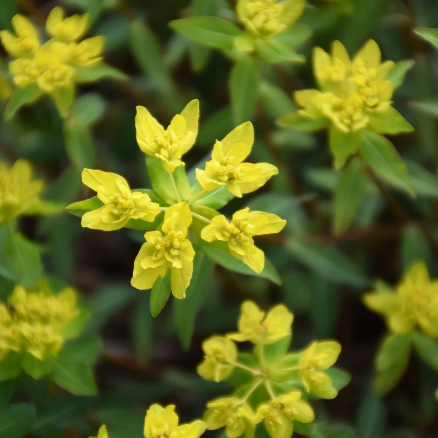 FuturePlanter Warzige Wolfsmilch (Euphorbia Verrucosa) 4 FuturePlanter Warzige Wolfsmilch (Euphorbia Verrucosa)