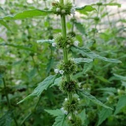 FuturePlanter Alle Pflanzen Im Shop Ufer-Wolfstrapp (Lycopus Europaeus)