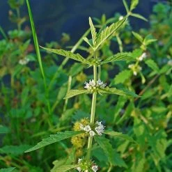 FuturePlanter Alle Pflanzen Im Shop Ufer-Wolfstrapp (Lycopus Europaeus)