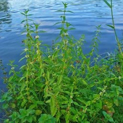 FuturePlanter Alle Pflanzen Im Shop Ufer-Wolfstrapp (Lycopus Europaeus)