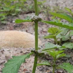 FuturePlanter Alle Pflanzen Im Shop Ufer-Wolfstrapp (Lycopus Europaeus)