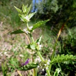 FuturePlanter Alle Pflanzen Im Shop Ufer-Wolfstrapp (Lycopus Europaeus)