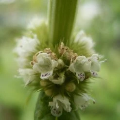 FuturePlanter Alle Pflanzen Im Shop Ufer-Wolfstrapp (Lycopus Europaeus)