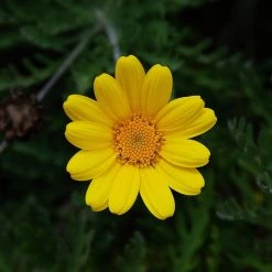 FuturePlanter Alle Pflanzen Im Shop Färber-Hundskamille (Anthemis Tinctoria) 15 FuturePlanter Alle Pflanzen Im Shop Färber-Hundskamille (Anthemis Tinctoria)