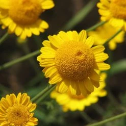 FuturePlanter Alle Pflanzen Im Shop Färber-Hundskamille (Anthemis Tinctoria) 13 FuturePlanter Alle Pflanzen Im Shop Färber-Hundskamille (Anthemis Tinctoria)