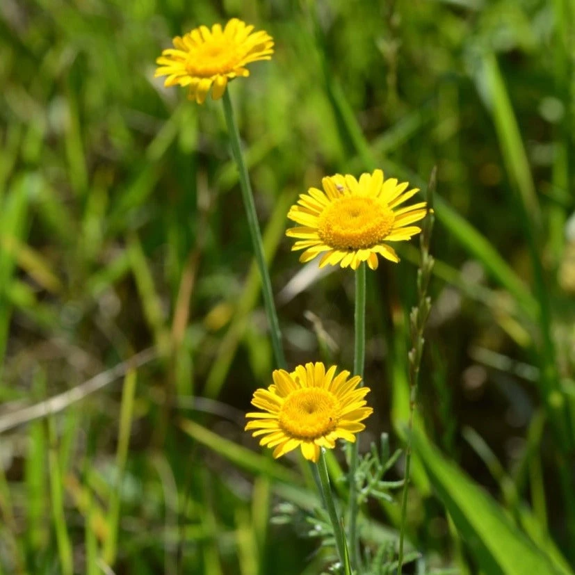 FuturePlanter Alle Pflanzen Im Shop Färber-Hundskamille (Anthemis Tinctoria) 4 FuturePlanter Alle Pflanzen Im Shop Färber-Hundskamille (Anthemis Tinctoria)