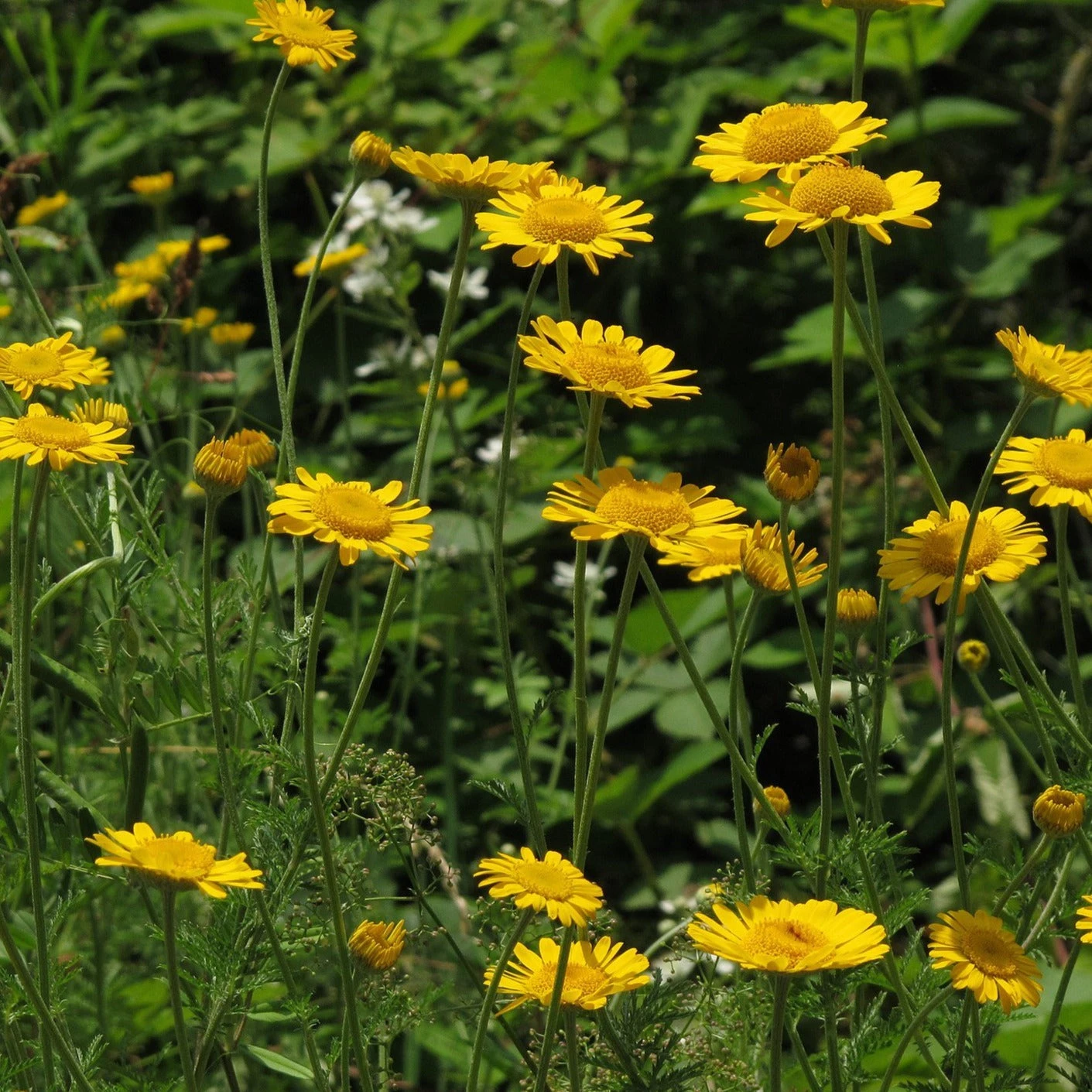FuturePlanter Alle Pflanzen Im Shop Färber-Hundskamille (Anthemis Tinctoria) 7 FuturePlanter Alle Pflanzen Im Shop Färber-Hundskamille (Anthemis Tinctoria)