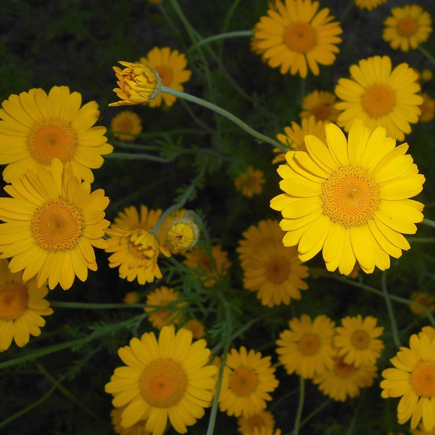 FuturePlanter Alle Pflanzen Im Shop Färber-Hundskamille (Anthemis Tinctoria) 3 FuturePlanter Alle Pflanzen Im Shop Färber-Hundskamille (Anthemis Tinctoria)