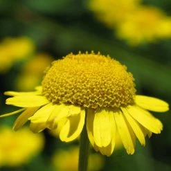FuturePlanter Alle Pflanzen Im Shop Färber-Hundskamille (Anthemis Tinctoria)